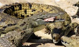 15.000 cá sấu xổng chuồng ở Nam Phi