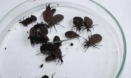 Bọ xít hút máu người tấn công 21 quận, huyện Hà Nội