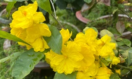 Cháy hàng loại mai siêu bông khổng lồ, hoa nở cả tuần chưa rụng