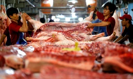 Giá thịt lợn hơi tại hầu hết các tỉnh tăng 1.000 - 3.000 đồng một kg so với tháng 3 sau khi dịch tả lợn châu phi được khống chế.