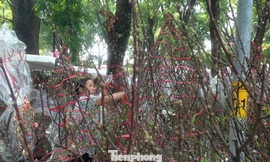 Đào bung nở mà vẫn chưa bán được khiến người bán lo lắng