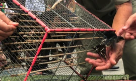 Cửa lồng mở, chim phóng sinh chẳng buồn bay