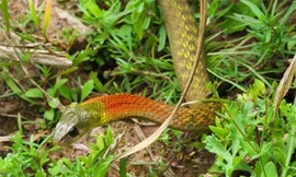 Rắn hoa cổ đỏ tưởng không độc nhưng "độc không tưởng"