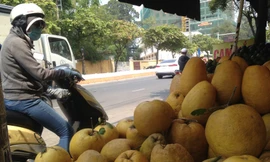 Bưởi Kỳ Đà 'khủng', dừa tài lộc đổ bộ chợ Tết Sài Gòn