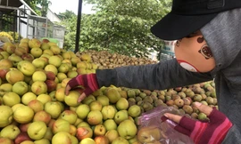 Dù đã hết vụ đào Hà Nội, nhưng đặc sản này vẫn bày bán đầy các chợ lẻ ở Sài Gòn