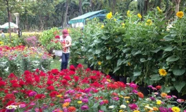 Hoa tết ê hề ngóng khách mua