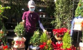 Dân Sài Gòn 'săn' tùng thơm giá rẻ chơi Noel