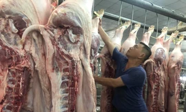 Heo về chợ dần ổn định, giá tăng nhanh