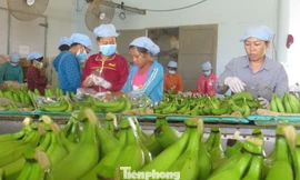 Nông sản là thế mạnh của Việt Nam