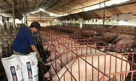 HCM phát hiện ổ dịch tả heo châu Phi đầu tiên tại P.Phú Hữu, Q.9