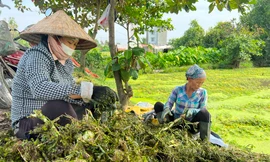 Bất ngờ hình ảnh người dân gặt lúa, chăn vịt... giữa những khu đất 'kim cương' ở TPHCM