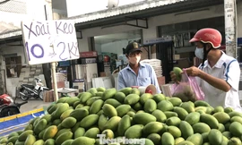 Xoài vào mua, rớt giá 