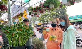 Cây kiểng mini hút khách
