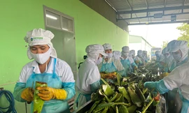 Sản xuất nha đam sáng cửa, doanh nghiệp chi mạnh tiền chia cổ tức