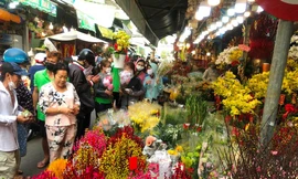 Đào Nhật Tân mini 200.000 đồng/cành đắt như tôm tươi