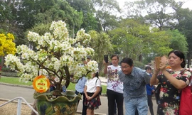 Người Sài Gòn đi ngắm "kỳ hoa dị thảo"