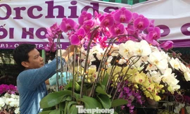 Lan chưng tết cháy hàng