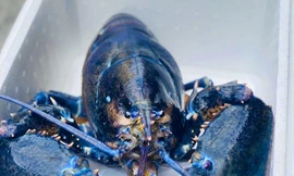 Hơn 50 triệu đồng/con tôm hùm xanh ngọc bích cực hiếm bán ở TPHCM