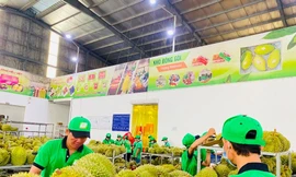 Bất chấp dịch, sầu riêng vẫn rộng đường xuất khẩu và có giá cao