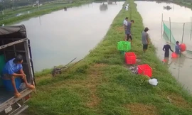 Nông dân TPHCM 'cầu cứu' khi cá quá lứa, tắc đầu ra