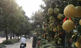 Nhiều chậu bưởi Diễn thế dep, trái to đã được khách đặt cọc từ sớm