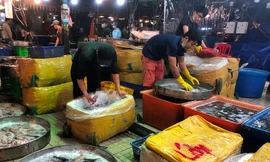 Tiểu thương chợ Bình Điền chuẩn bị hàng giao cho các chợ lẻ