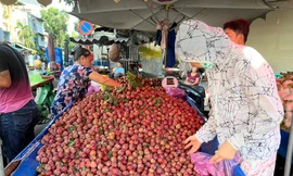 Mận hậu đổ bộ Sài thành, 'giá nào cũng có'