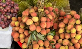 Vải thiều vào vụ, giá rẻ bất ngờ