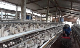 Lý do TPHCM bác đề xuất tăng giá thịt gia cầm