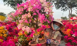 Nhộn nhịp chợ hoa Tết 'giá hạt dẻ' ở TPHCM 