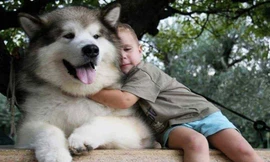 Gia đình có trẻ nhỏ nên cẩn thận khi cho chơi với thú cưng