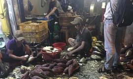 Bắt quả tang cơ sở "tắm trắng" bắp chuối