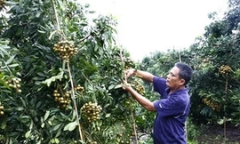 Nhãn trà sớm mất mùa, nhãn lồng "nhái" tràn ngập