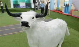 Trâu lùn Trung Quốc chào bán ở Hà Nội