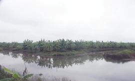 Khu đầm bị cưỡng chế của gia đình ông Vươn