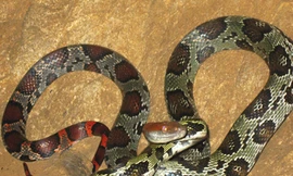 Rắn đỏ kỳ dị dài gần 2m