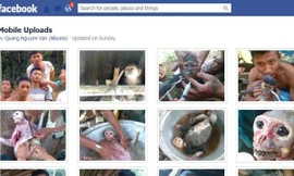 Cảnh giết hại dã man con voọc quý hiếm đang mang thai Nguồn: Facebook