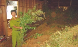 Vô tư trồng cần sa