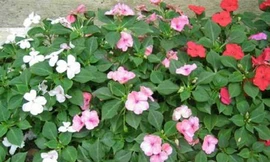 Hoa bóng nước, hoa cứt lợn chữa đau lưng, sỏi tiết niệu