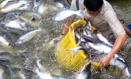 Việc Mỹ áp dụng mức thuế chống bán phá giá từ 2,39 USD/kg - 7,74 USD/kg sẽ có tác động lớn tới xuất khẩu cá tra-basa của Việt Nam