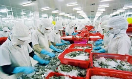 Trong 6 tháng đầu năm, tổng giá trị xuất khẩu tôm Việt Nam đạt 1,56 tỷ USD, tăng gần 15% so với cùng kỳ năm ngoái.