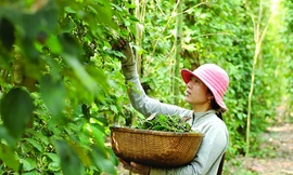 Xuất khẩu hồ tiêu sang UAE, doanh nghiệp Việt nguy cơ mất hơn nửa triệu USD