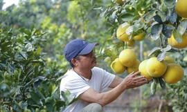 Nhiều loại đặc sản vùng miền, nông sản Việt sẽ được đưa lên chợ công nghệ GrabMart