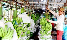 Nhiều DN Việt Nam trước nay làm ăn với Trung Quốc theo đường tiểu ngạch nên lần đầu tiên tiếp cận đến những quy định mới, khắt khe rất dễ bị mắc lỗi