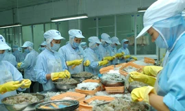 Sử dụng chất cấm trong nuôi tôm sẽ ảnh hưởng đến xuất khẩu của đất nước