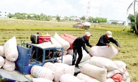 Bộ Công Thương đề xuất cho xuất khẩu gạo trở lại bình thường từ 1/5