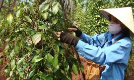 Doanh nghiệp Trung Quốc thao túng thị trường hồ tiêu: Mới là cảnh báo nội bộ