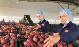 Hàng chục nghìn tấn nông sản ùn ứ, Vĩnh Long kêu gọi hỗ trợ gấp