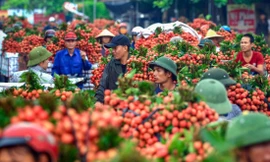Các ngành viễn thông, công nghệ thông tin, dệt may, giày dép và nông nghiệp là những lĩnh vực Việt Nam hưởng lợi khi tham gia RCEP