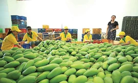 Theo Cục Xuất nhập khẩu, tiêu thụ nông sản ở Trung Quốc đang chững lại do ảnh hưởng của dịch corona và các doanh nghiệp xuất khẩu Việt Nam cần chuẩn bị cho tình hình xấu hơn